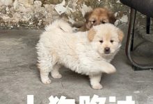 山猪吃不了细糠什么意思 山猪吃不了细糠梗介绍,周二大发奖励畅玩免费旋转!-捕鱼中文站