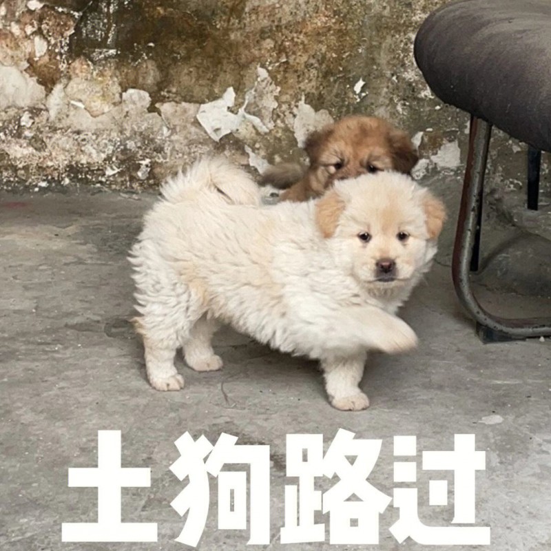 山猪吃不了细糠什么意思 山猪吃不了细糠梗介绍