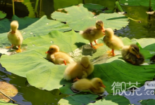 绝味幼儿园梗是什么意思详情-捕鱼中文站