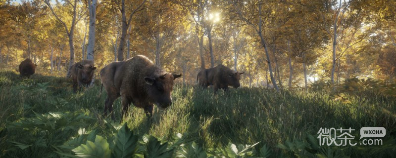 《猎人：荒野的召唤》梅德韦泰嘉的灰狼抓法攻略