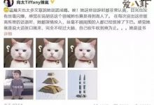 张柏芝谢霆锋王菲是什么关系？ 为什么张柏芝老爱撒谎-捕鱼中文站