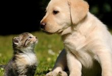 修狗修猫是什么意思? 起底修狗修猫意思及其出处-捕鱼中文站