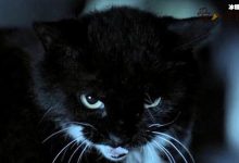 猫脸老太太事件, 真的有猫脸老太太吗事情真相是怎样的-捕鱼中文站