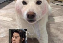 陈比方是什么梗,原来比方妈妈早就是一位网红-捕鱼中文站