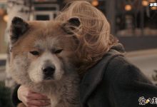 爱犬追婚车6里地. 忠犬的故事让人感动落泪!-捕鱼中文站