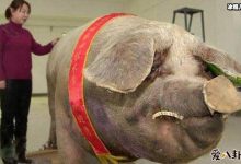 世界上最的猪长这样， 1800斤宛如庞然大物-捕鱼中文站