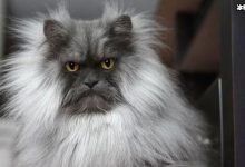 网红猫咪Juno因天生生气脸走红 猫咪照片被扒-捕鱼中文站