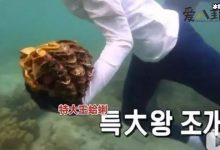 李烈音或被判5年, 因节目或成最惨女嘉宾-捕鱼中文站