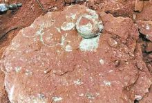 小学生游玩时发现六千万年前恐龙蛋!网友纷纷感慨!-捕鱼中文站