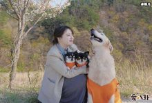 具惠善将隐退?为何与安宰贤的婚姻如此短暂?-捕鱼中文站