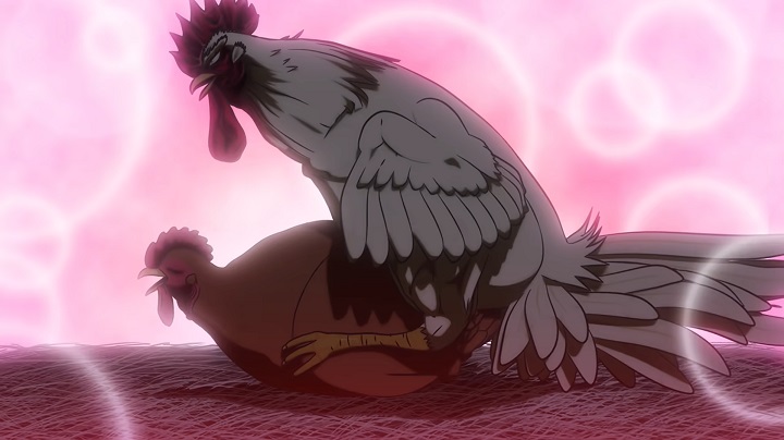 你别说，这就是公鸡中的战斗机，还挺燃